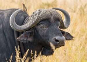 African buffalo
