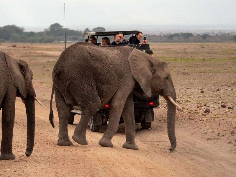 Elephant at Amboseli National Park in Kenya Natural World Kenya Safaris