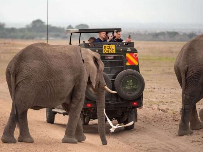Elephants at Amboseli National Park Kenya Africa Kenya Safaris. Photo credits @renahartenberger on Instagram scaled