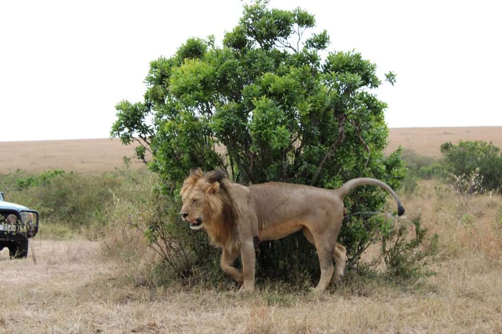 Lion Masai Mara national Reserve Kenya scaled