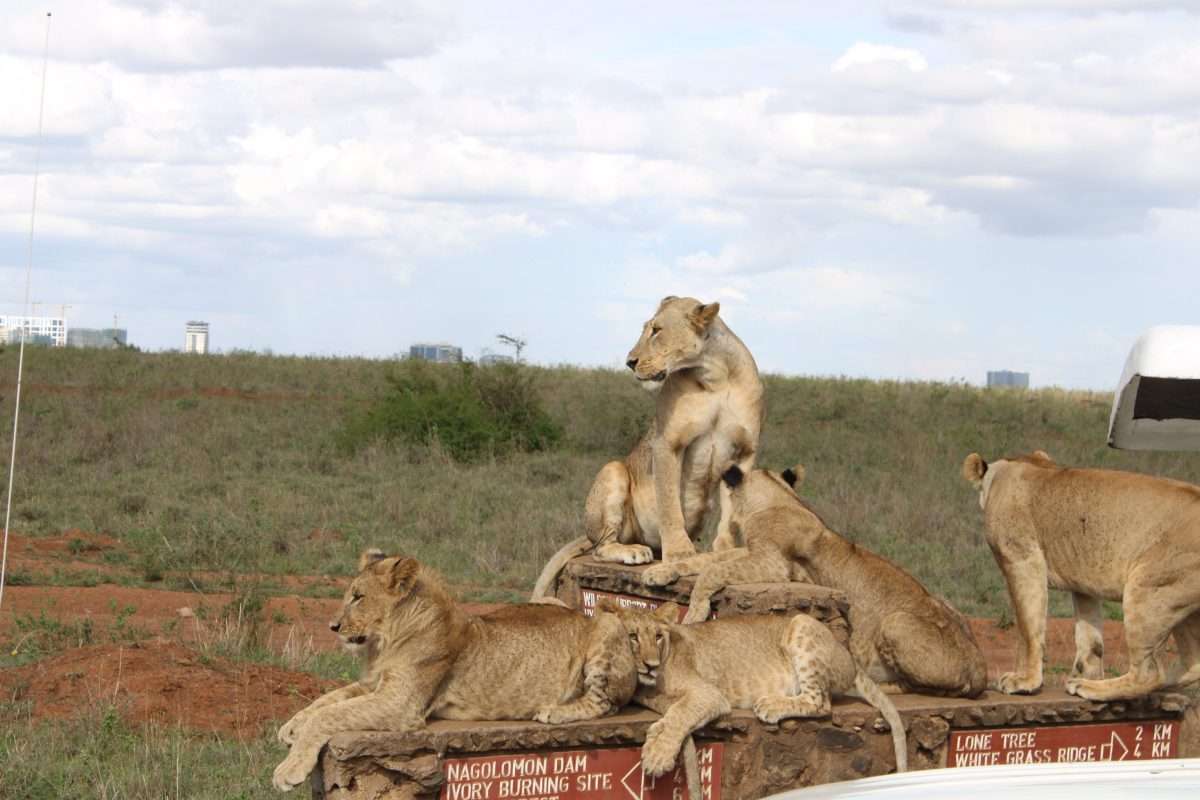 Nairobi National Park Lions scaled