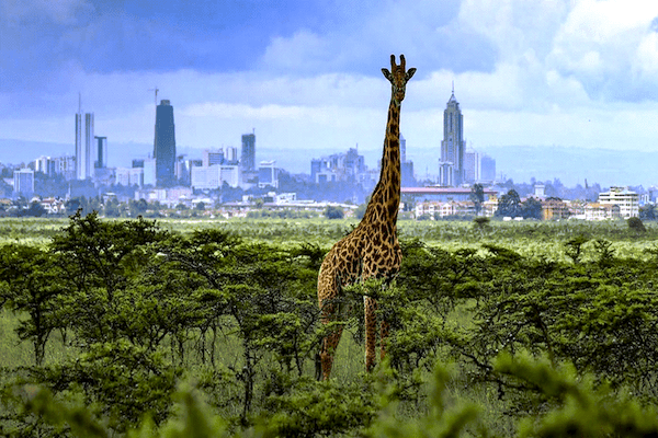 Nairobi National Park from Website