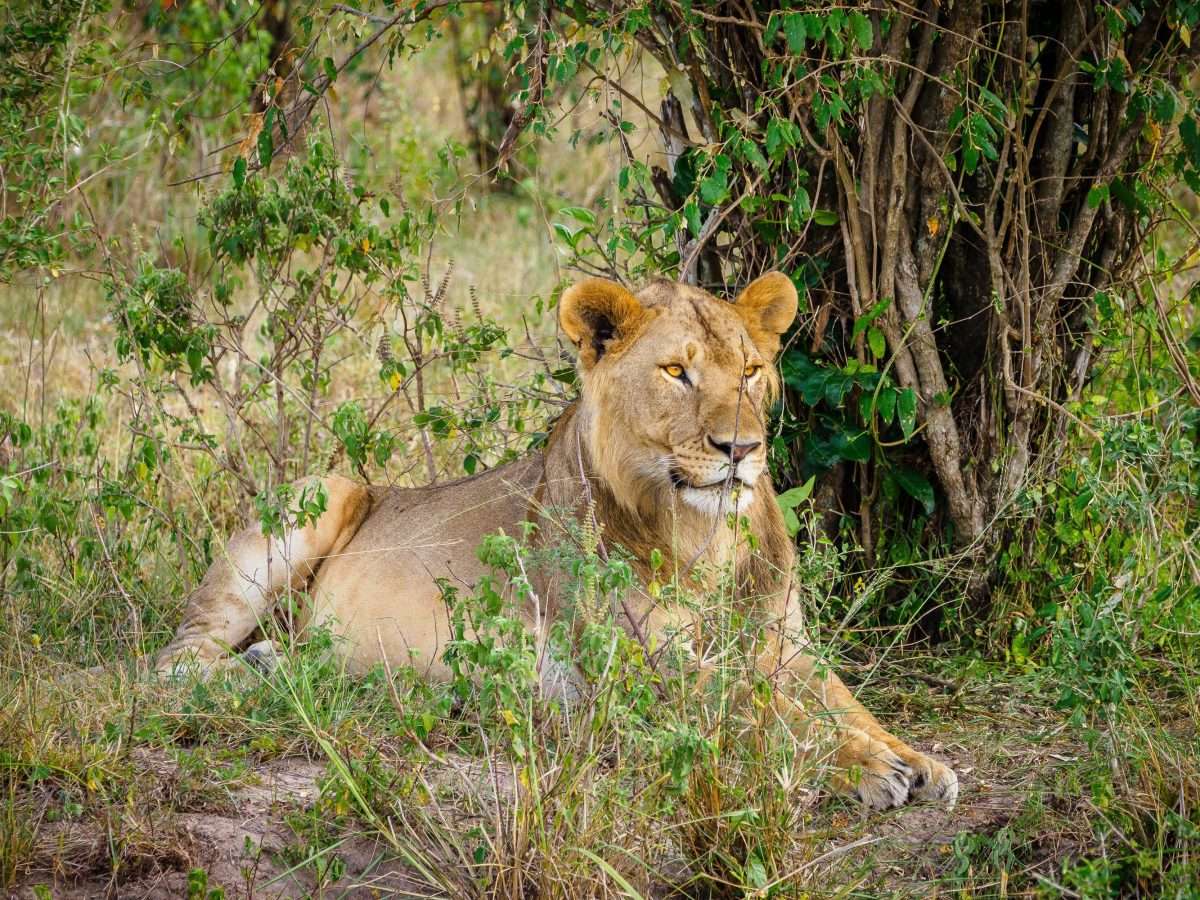 Lion at Masai Mara National Reserve Book your East African wildlife safari in Kenya and Tanzania with Africa Kenya Safaris scaled