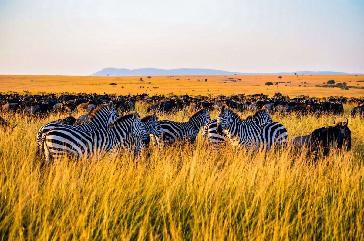 Serengeti savannah grasslands Wildebeests and Zebras Africa Kenya Safaris scaled