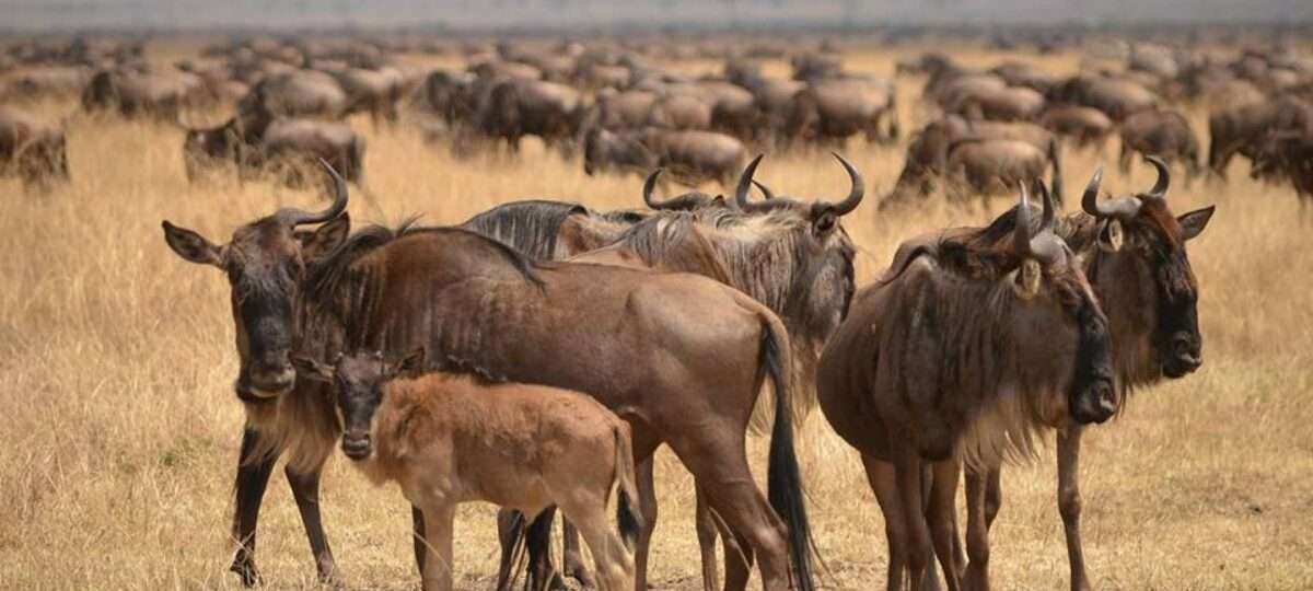 Wildebeest Calving safari Africa Kenya Safaris
