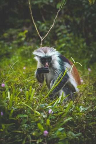 Jozani Forest Zanzibar Africa Kenya Safaris scaled