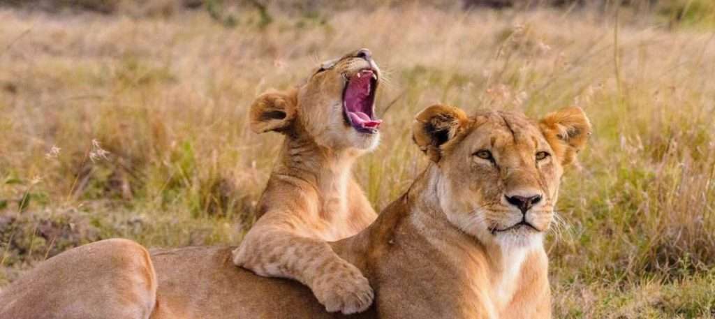 Kenya Mama and Baby Lions 1 scaled