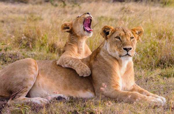 Kenya Mama and Baby Lions