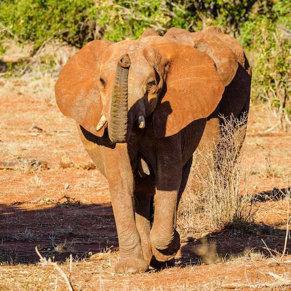 Kenya Red dusted elephant