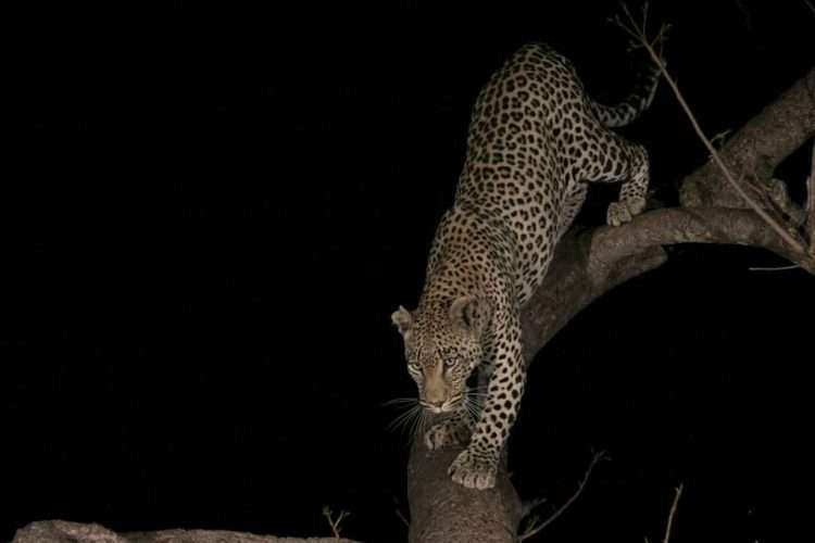 Night game drive at Masai Mara National Reserve Africa Kenya Safaris 2