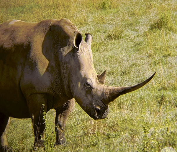 Ol Kinyei from Website