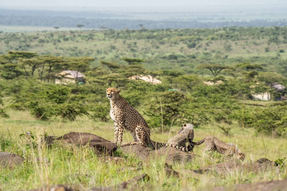 Sundowner Kandili Camp Masai Mara Africa Kenya Safaris 3 scaled