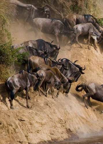 The Great Wildebeest migration safari tours in Masai Mara Kenya and Serengeti Tanzania