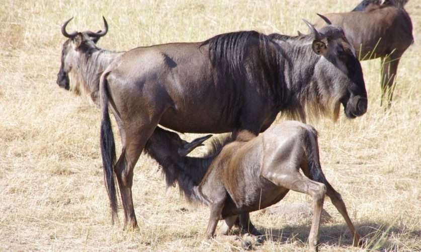 Wildebeest calving safari in Tanzania Africa Kenya Safaris Wildebeest calving safari in Tanzania Africa Kenya Safaris
