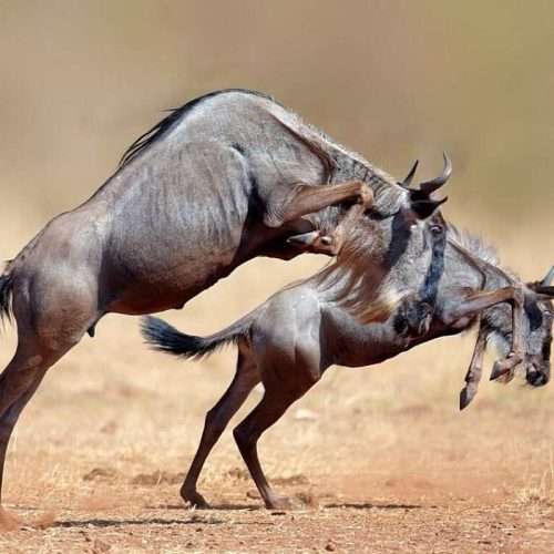 Wildebeest mating season safari safari in Tanzania Africa Kenya Safaris
