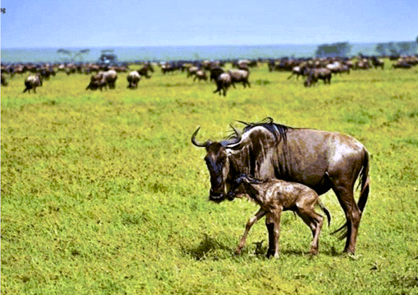 Wildebeests Mother and baby