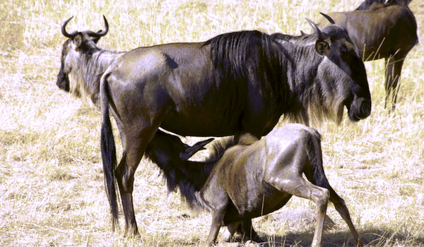 Wildebeests baby suckles from Website