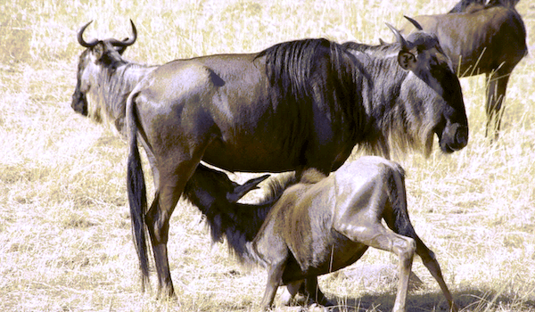 Wildebeests baby suckles