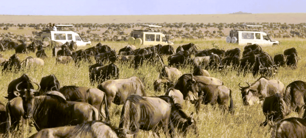 Wildebeests herds
