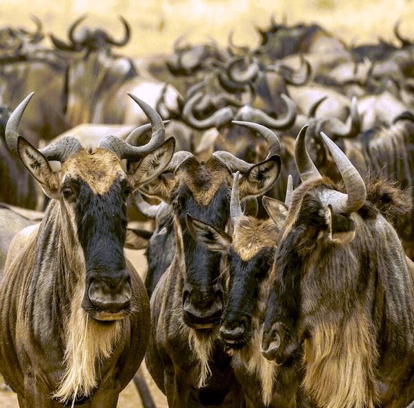 Wildebeests