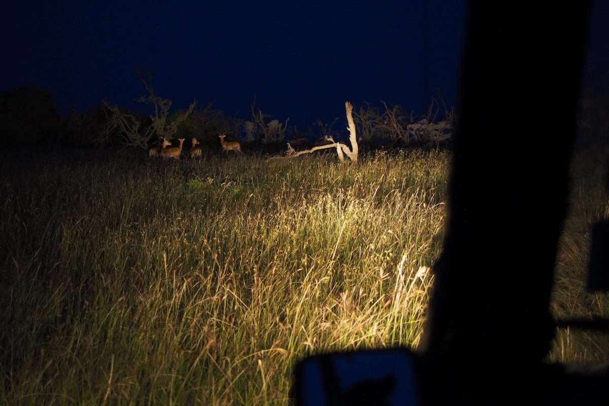 night game drive naboisho kenya 1 scaled
