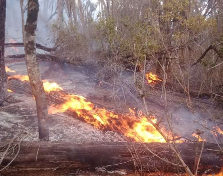 Forest fires in Kenya Africa Kenya Safaris