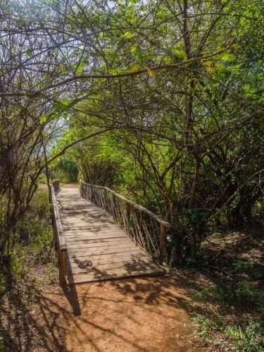 Tree planting on African safari Basecamp Masai Mara Kenya Africa Knya Safaris