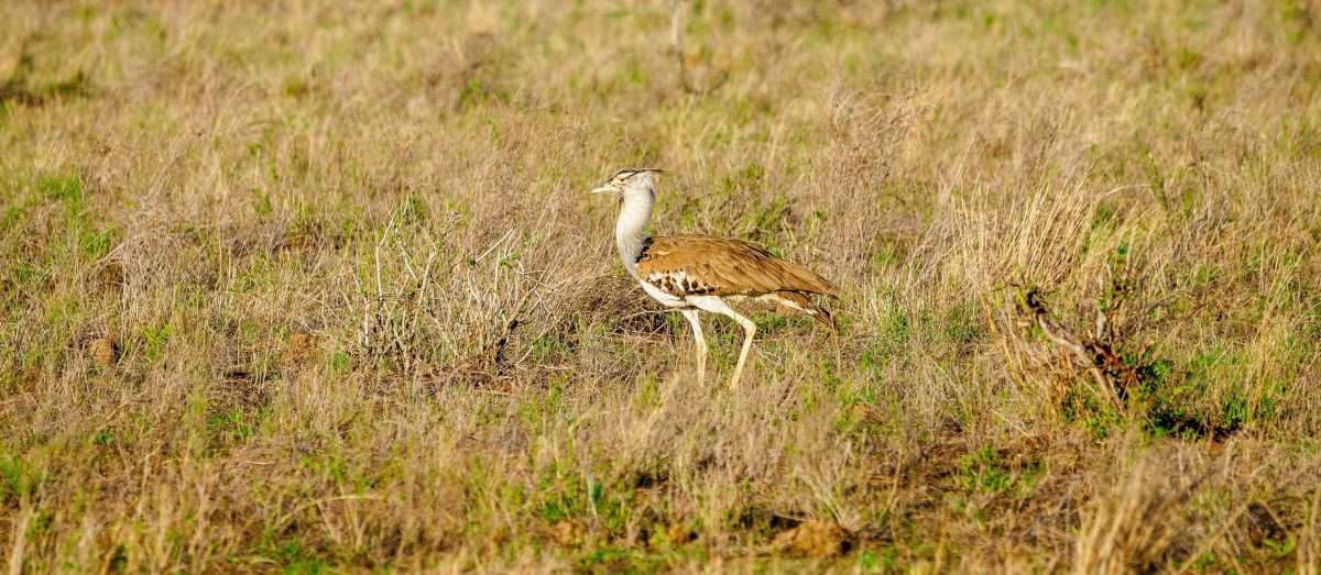 Bird watching safari tours in Kenya Tanzania with Africa Kenya Safaris 1 scaled