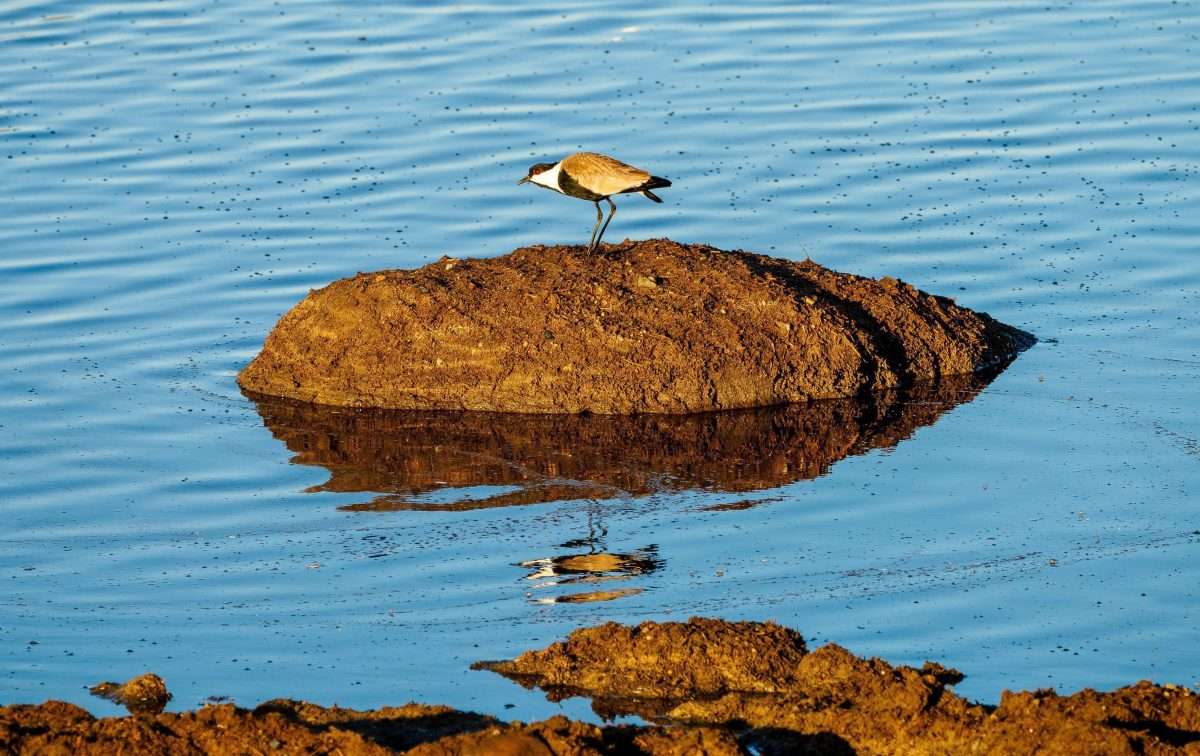 Bird watching safari tours in Kenya Tanzania with Africa Kenya Safaris 2 scaled