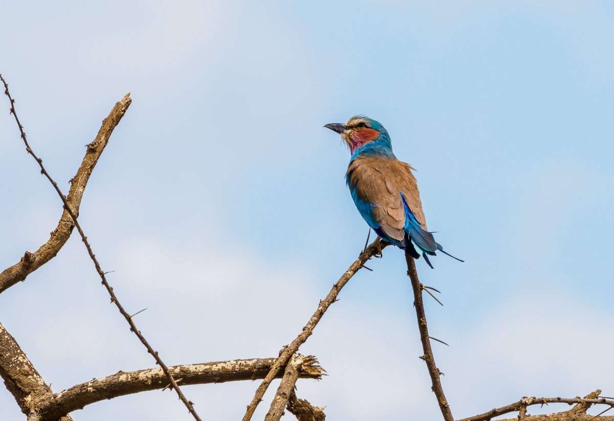 Bird watching safari tours in Kenya Tanzania with Africa Kenya Safaris 3 scaled Bird watching safari tours in Kenya Tanzania with Africa Kenya Safaris 3 scaled