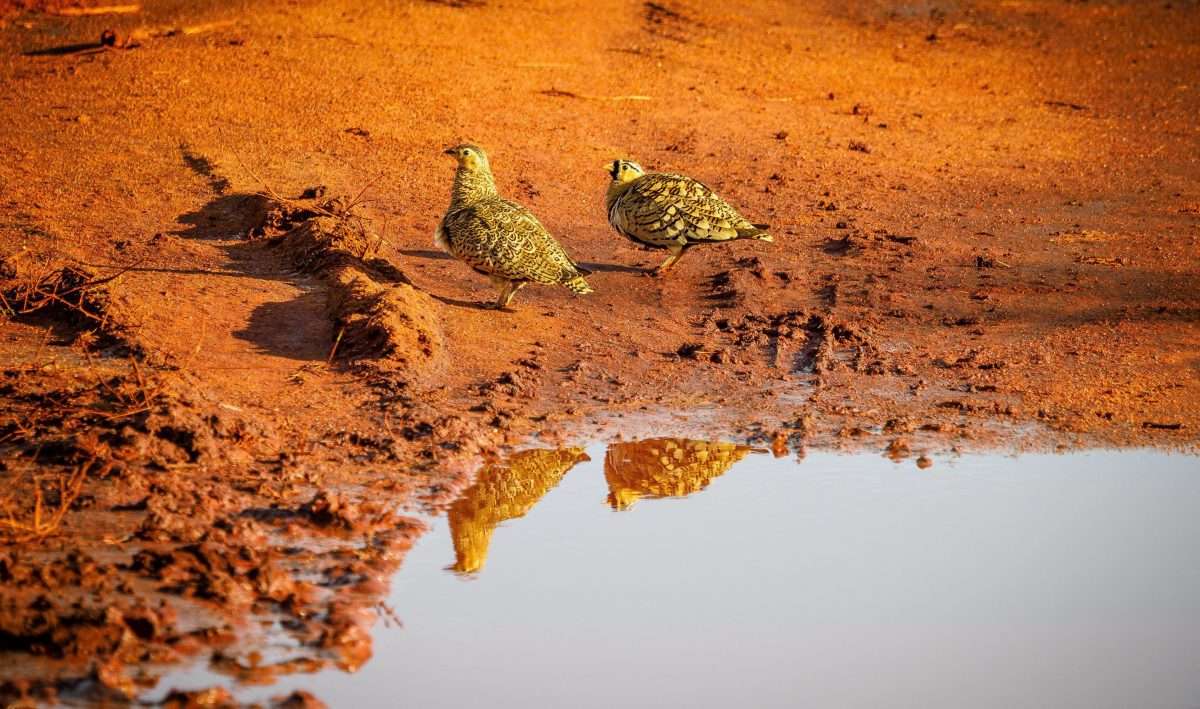 Bird watching safari tours in Kenya Tanzania with Africa Kenya Safaris 4 scaled