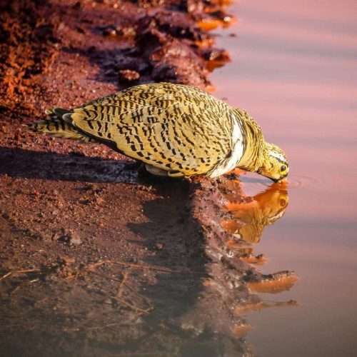 Bird watching safari tours in Kenya Tanzania with Africa Kenya Safaris 5