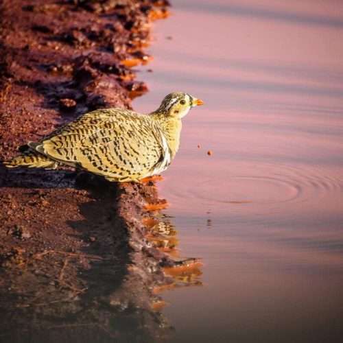 Bird watching safari tours in Kenya Tanzania with Africa Kenya Safaris 6