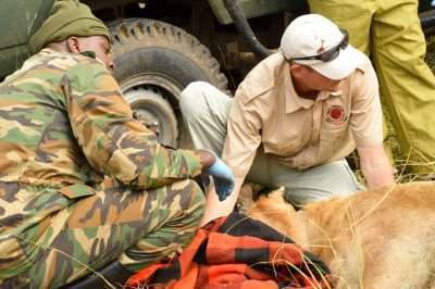 Lion tracking Masai Mara National Reserve Africa Kenya Safaris Photo credits Mara predator project