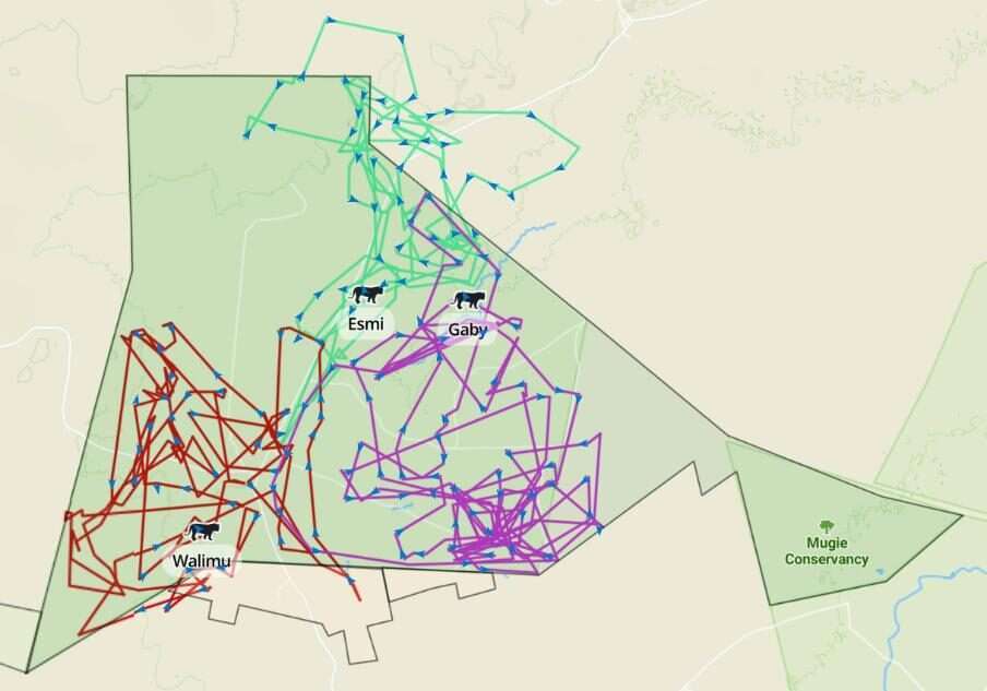 Lion tracking at Mugie Conservancy in Kenya Africa Kenya Safaris photo credits Governors Camps 3