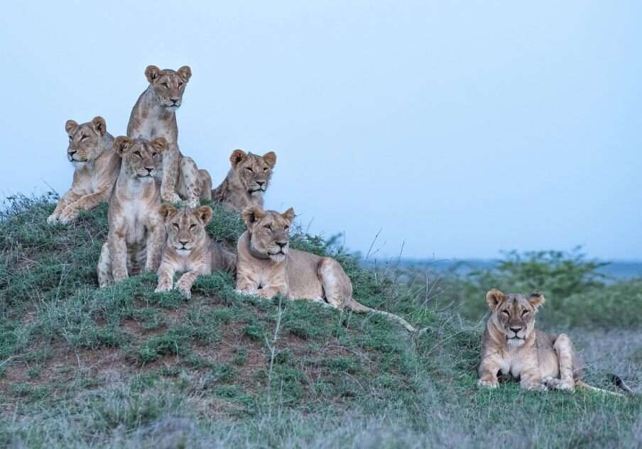 Lion tracking at Mugie Conservancy in Kenya Africa Kenya Safaris photo credits Governors Camps 7