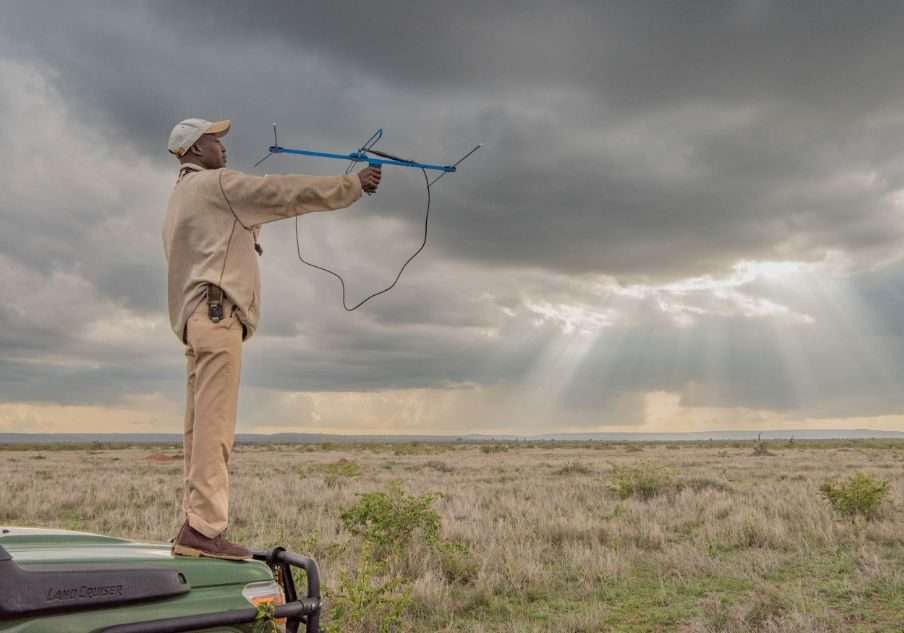 Lion tracking at Mugie Conservancy in Kenya Africa Kenya Safaris photo credits Governors Camps Lion tracking at Mugie Conservancy in Kenya Africa Kenya Safaris photo credits Governors Camps