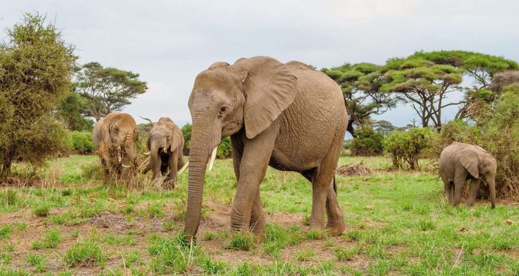 Amboseli National Park Kenya safaris 95 scaled