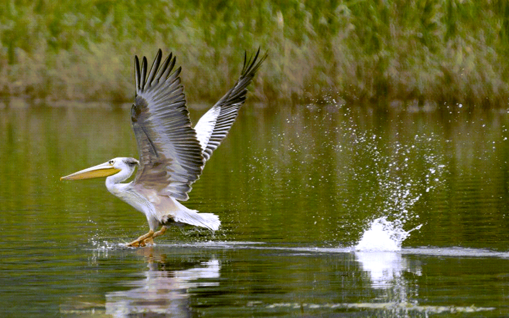 Lake Eyasi from Website 5