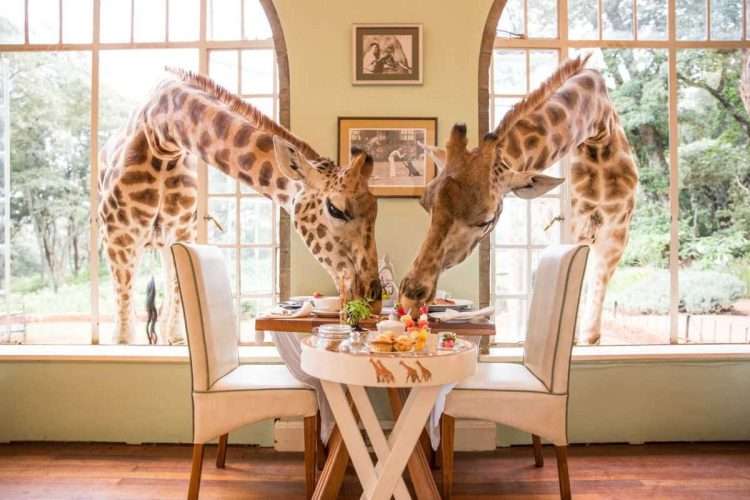 Best honeymoon safari hotels in Kenya Tanzania Zanzibar Giraffe Manor Nairobi Africa Kenya Safaris scaled Best honeymoon safari hotels in Kenya Tanzania Zanzibar Giraffe Manor Nairobi Africa Kenya Safaris scaled