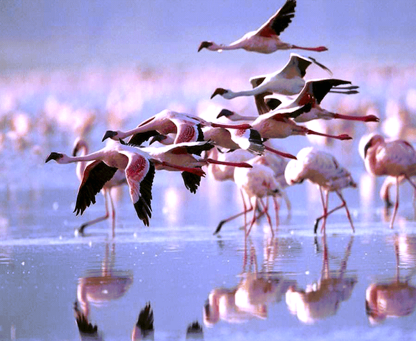 Lake Natron from website