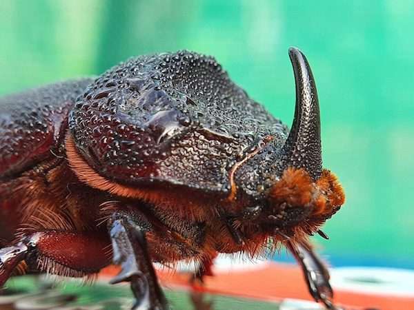 rhinoceros beetle