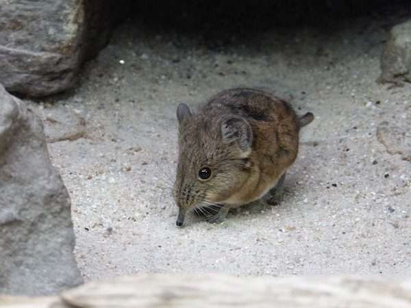 short eared elephant shrews