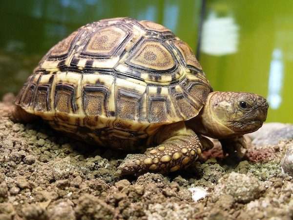 turtle leopardia