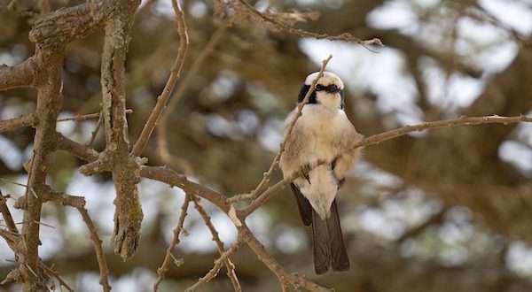 white headed buffalo weaver