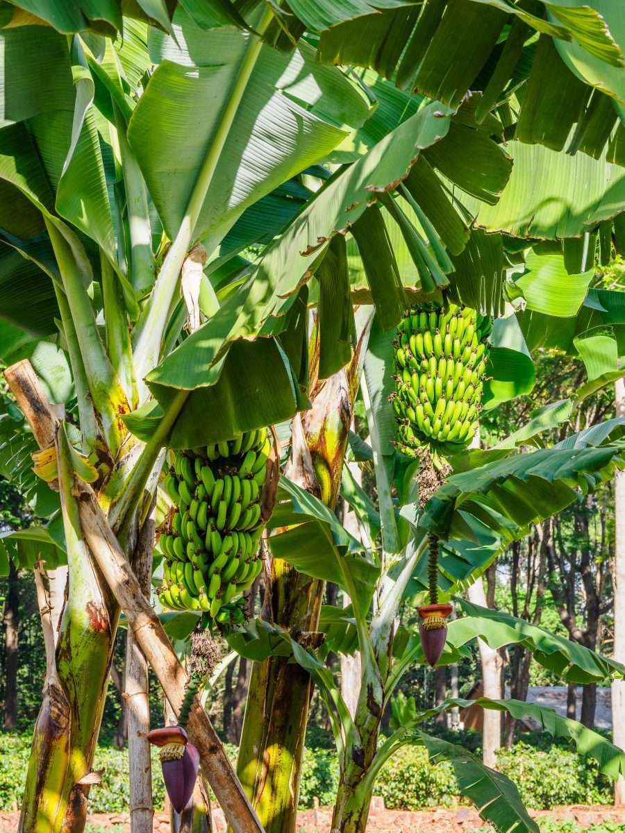 Ngorongoro Farm House Ngorongoro Conservation Area Tanzania Book best Kenya safaris Tanzania safaris and Africa safari holidays with Africa Kenya Safaris 34 scaled