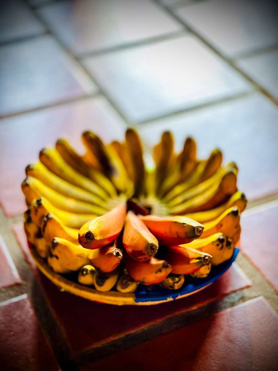 Ngorongoro Farm House Ngorongoro Conservation Area Tanzania Book best Kenya safaris Tanzania safaris and Africa safari holidays with Africa Kenya Safaris 59 scaled