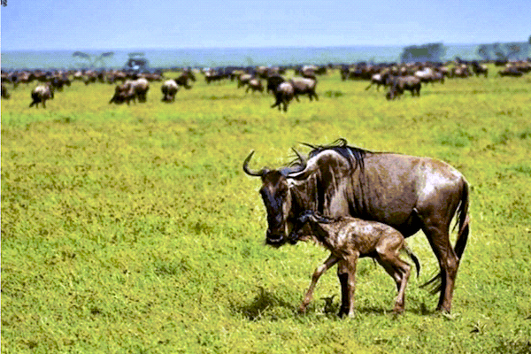 Wildebeests Mother and baby from Website