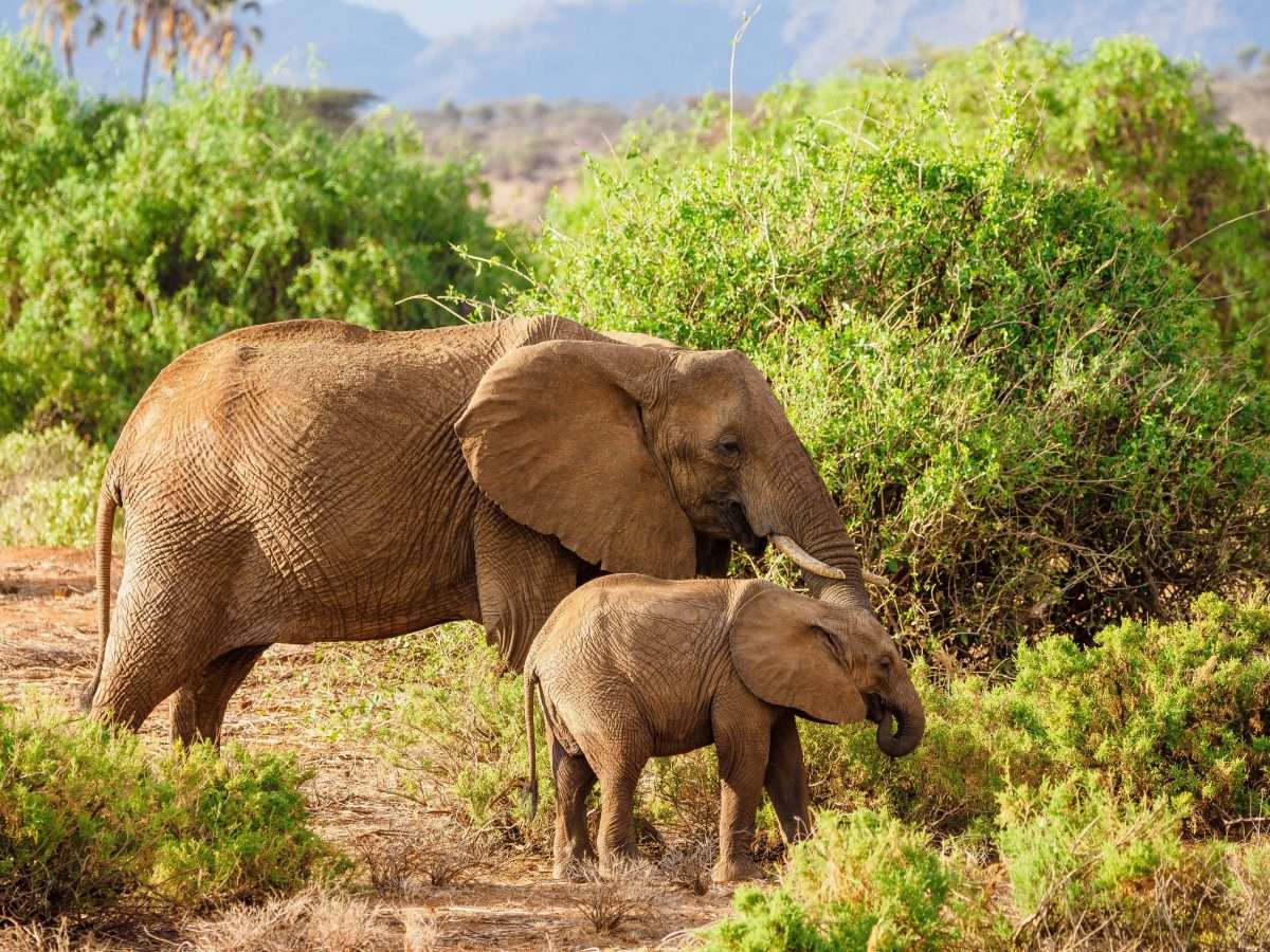 African elephant Kenya safari tour packages by Africa Kenya Safaris 1 scaled African elephant Kenya safari tour packages by Africa Kenya Safaris 1 scaled