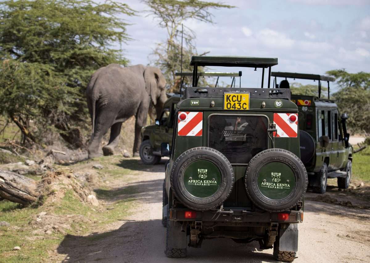 Elephants at Amboseli National Park Kenya safari tour packages by Africa Kenya Safaris 4 scaled